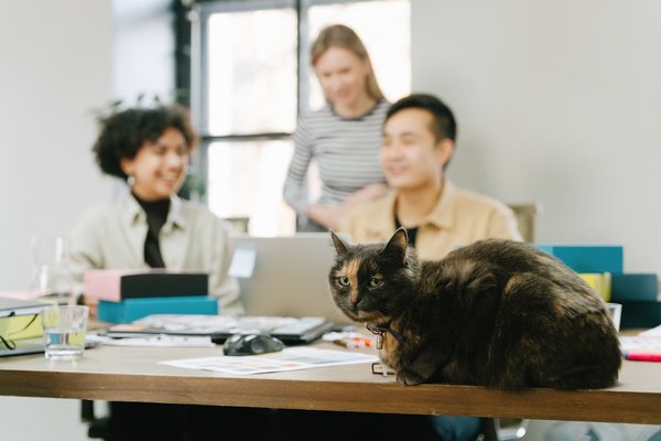 What are the specific steps to form a UK-based pet adoption agency and comply with animal welfare laws?